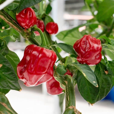 Habanero Caribbean Red Pepper Seeds - The Pepper Pantry (Formerly Marie Sharp's)